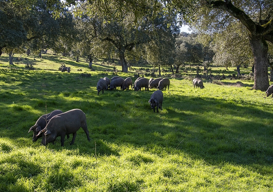 Élevage et alimentation